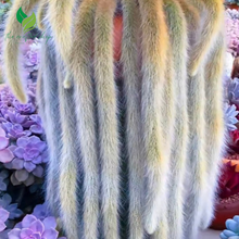 Monkey Tail Cactus – Hildewintera colademonois (Rare Succulent)