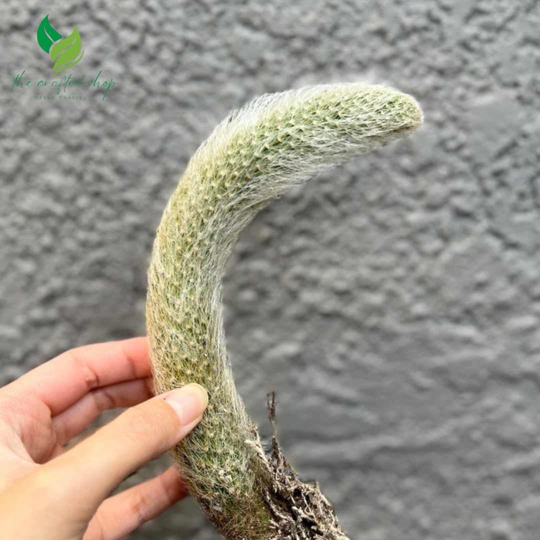 Monkey Tail Cactus – Hildewintera colademonois (Rare Succulent)
