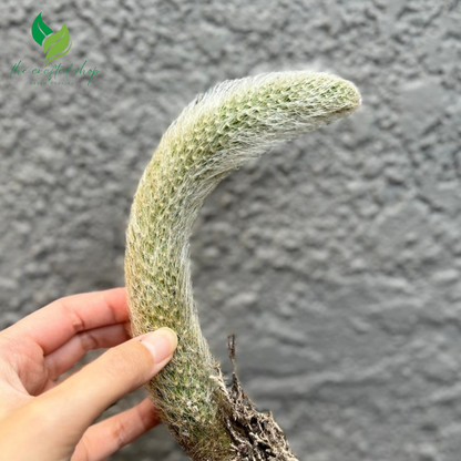 Monkey Tail Cactus – Hildewintera colademonois (Rare Succulent)