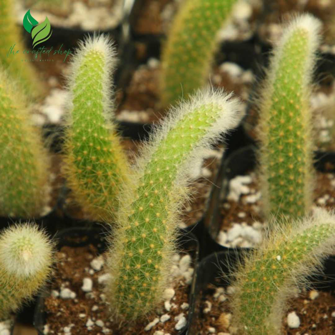 Monkey Tail Cactus – Hildewintera colademonois (Rare Succulent)