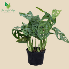 Monstera Adansonii – Swiss Cheese – 6″ Pot