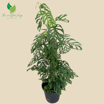 Monstera Adansonii – Swiss Cheese – 6″ Pot
