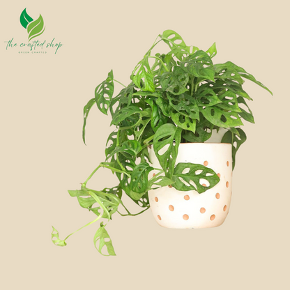 Monstera Adansonii – Swiss Cheese – 6″ Pot