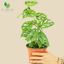 Monstera Adansonii – Swiss Cheese – 6″ Pot