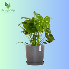 Monstera Deliciosa
