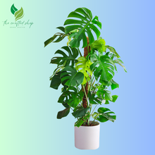 Monstera Deliciosa