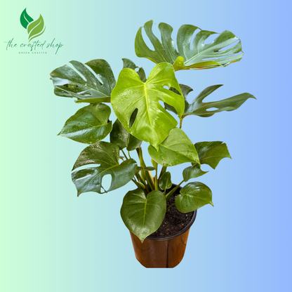 Monstera Deliciosa