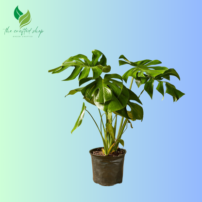 Monstera Deliciosa