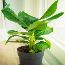 Musa Dwarf Banana Tree – Fast-Growing Tropical Fruit Plant for Indoors & Outdoors