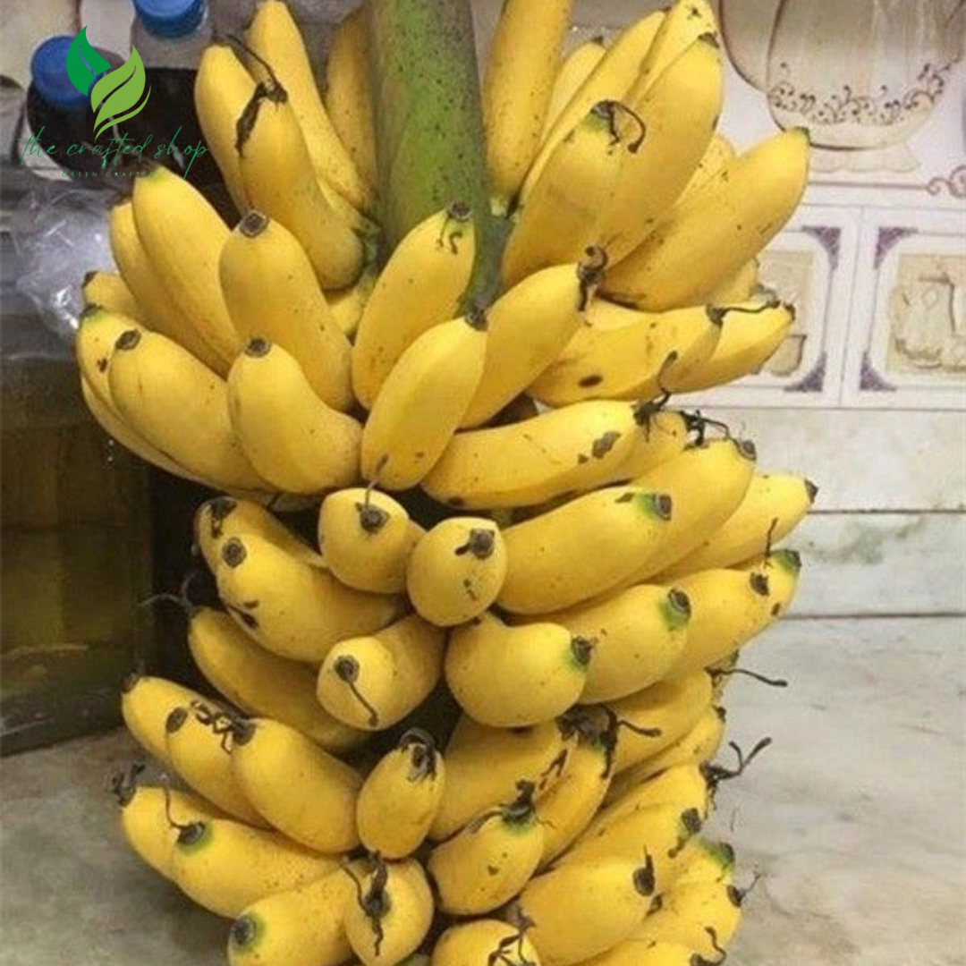 Musa Dwarf Banana Tree – Fast-Growing Tropical Fruit Plant for Indoors & Outdoors