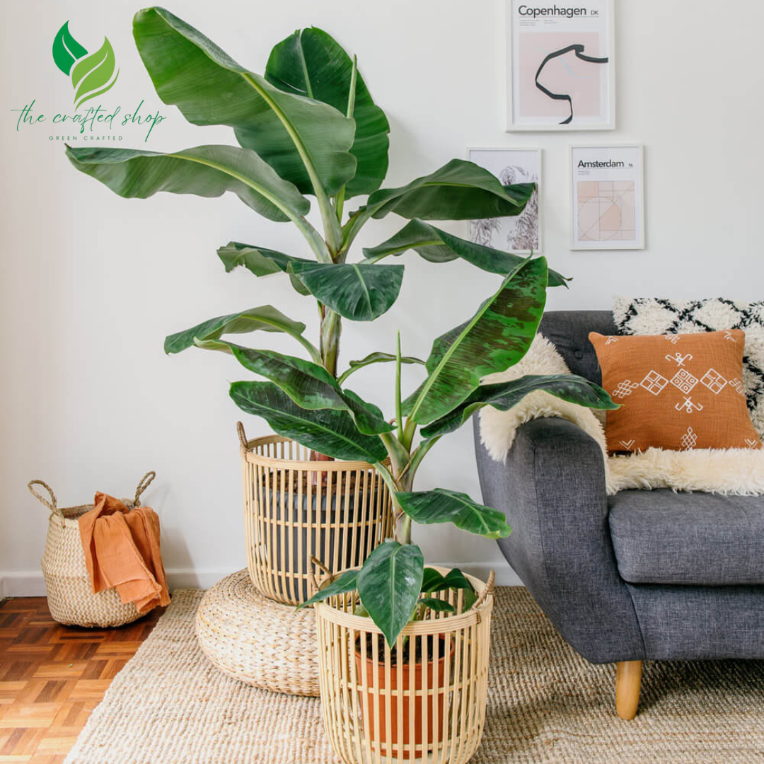 Musa Dwarf Banana Tree – Fast-Growing Tropical Fruit Plant for Indoors & Outdoors
