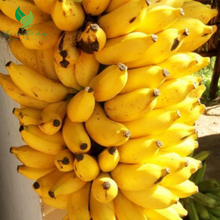 Musa Dwarf Banana Tree – Fast-Growing Tropical Fruit Plant for Indoors & Outdoors