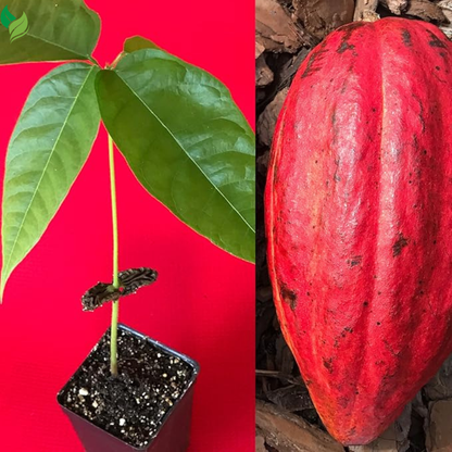 New and Healthy Red Theobroma Cacao Cocoa Chocolate Plant 10-13"
