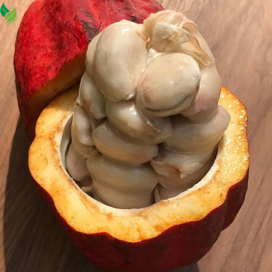 New and Healthy Red Theobroma Cacao Cocoa Chocolate Plant 10-13"