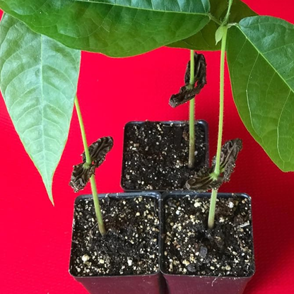 New and Healthy Red Theobroma Cacao Cocoa Chocolate Plant 10-13"