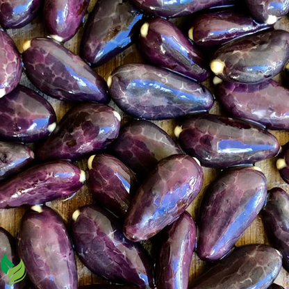 New and Healthy Red Theobroma Cacao Cocoa Chocolate Plant 10-13"