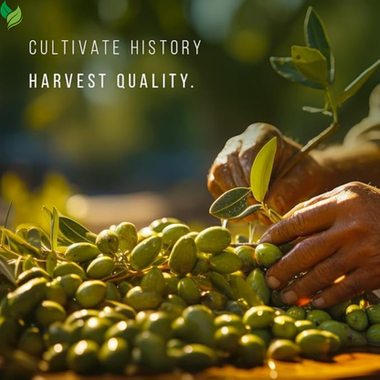 Olive Tree, Arbequina - Live Plant