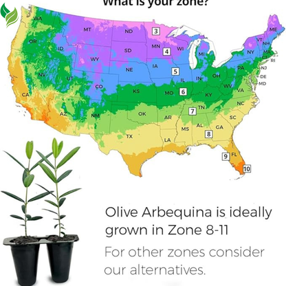 Olive Tree, Arbequina - Live Plant