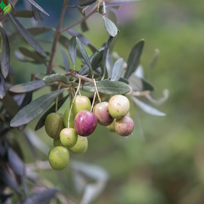 Olive Tree, Arbequina - Live Plant