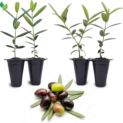 Olive Tree, Arbequina - Live Plant