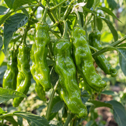 Organic Shishito sweet pepper plant bearing abundant wrinkled green peppers in a sunny garden