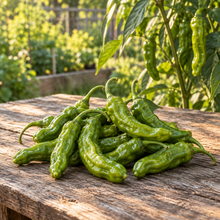 Blistered Shishito sweet peppers served with sea salt and lemon
