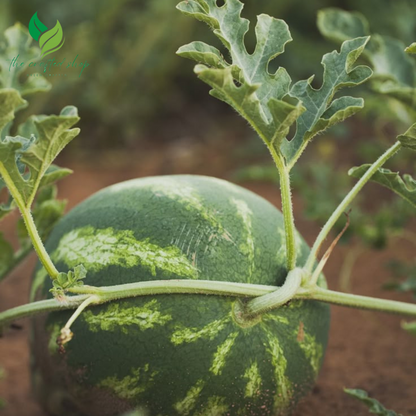 Organic Watermelon Seeds – Grow Heirloom, Non-GMO Melons for a Naturally Sweet Summer