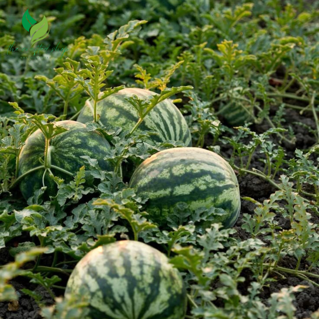 Organic Watermelon Seeds – Grow Heirloom, Non-GMO Melons for a Naturally Sweet Summer