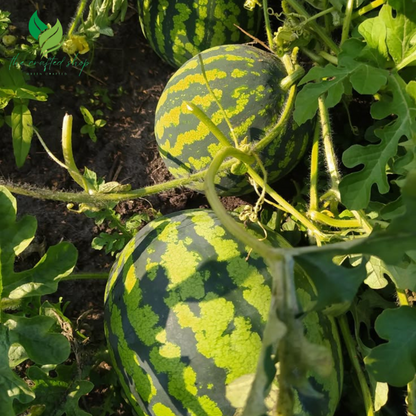 Organic Watermelon Seeds – Grow Heirloom, Non-GMO Melons for a Naturally Sweet Summer