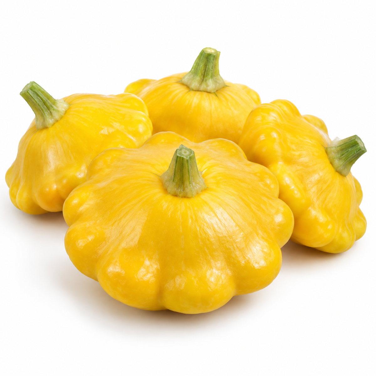 Organic Yellow Bush Scallop summer squash growing on a healthy bush plant in a raised garden bed