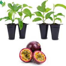 Passion Fruit- Starter Live Plants (Possum Purple)