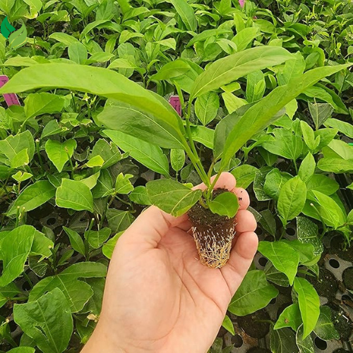 Passion Fruit- Starter Live Plants (Possum Purple)