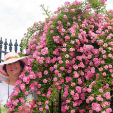 Peggy Martin Climbing Rose - Live Plant