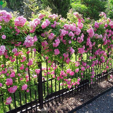 Peggy Martin Climbing Rose - Live Plant