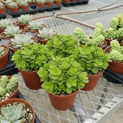 Low maintenance trailing houseplant