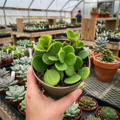 Compact trailing indoor plant for shelves