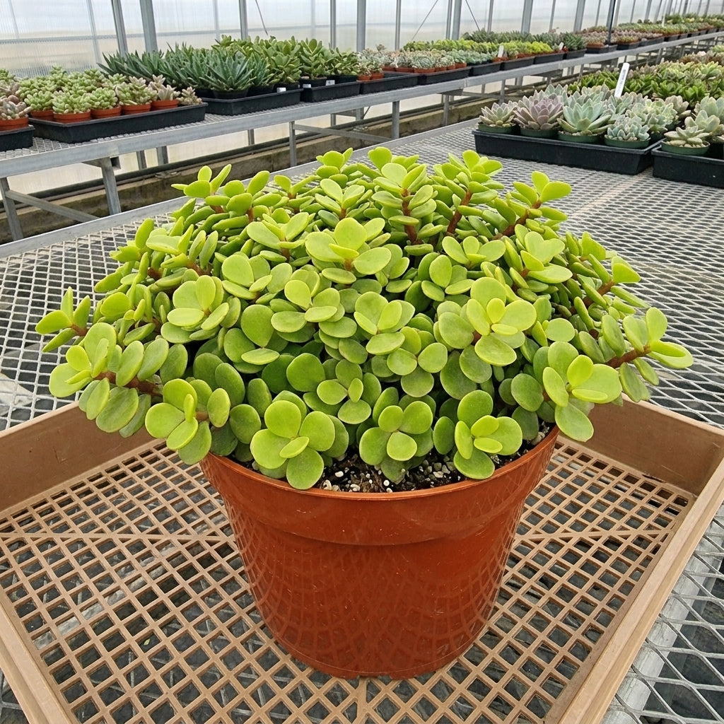 Peperomia Hope in nursery pot indoors