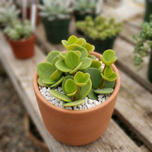 Round leaf Peperomia houseplant close-up