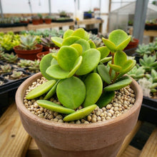 Peperomia Hope trailing indoor plant in pot