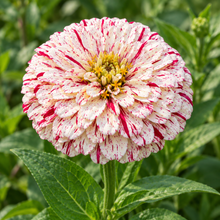 Peppermint Stick Zinnia plants growing with multiple striped red and white flowers