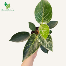 Philodendron Birkin Live Plants 6" pot