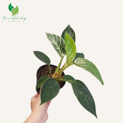 Philodendron Birkin Live Plants 6" pot