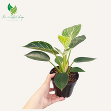 Philodendron Birkin Live Plants 6" pot