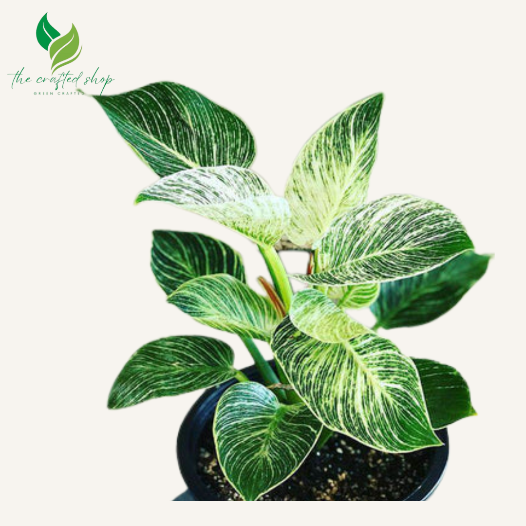 Philodendron Birkin Live Plants 6" pot