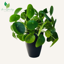 Pilea peperomioides - Chinese Money Plant 4" Pot