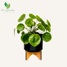 Pilea peperomioides - Chinese Money Plant 4" Pot