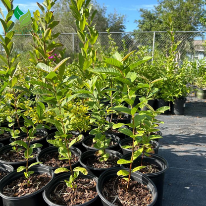 Pink Guava Tree – Live Tropical Fruit Plant (4–10" Tall)