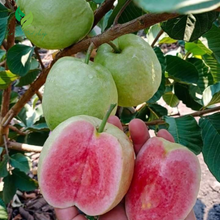 Pink Guava Tree – Live Tropical Fruit Plant (4–10" Tall)