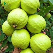 Pink Guava Tree – Live Tropical Fruit Plant (4–10" Tall)