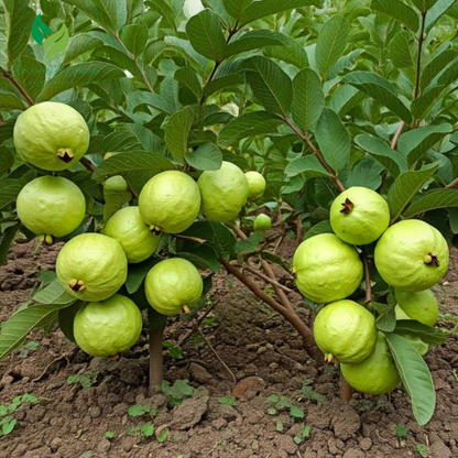 Pink Guava Tree – Live Tropical Fruit Plant (4–10" Tall)